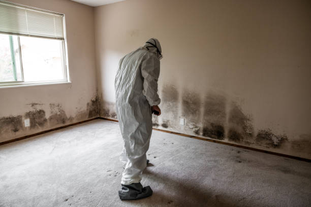 Best Toxic Mold Removal  in Ocean Pointe, HI