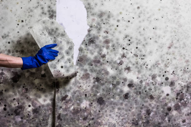Best Mold Cleaning Services  in Ocean Pointe, HI