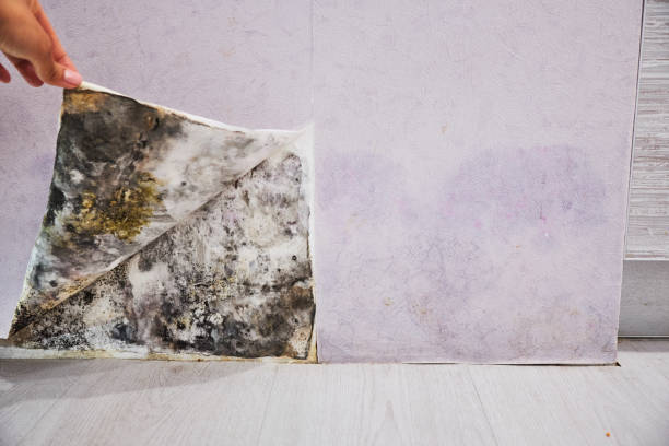 Best Mold Damage Repair  in Ocean Pointe, HI